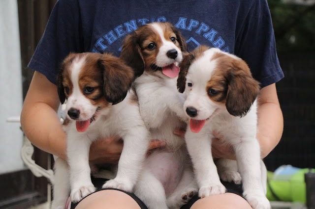 子犬のアップ写真、3匹の元気なダックスフンドが笑顔で座っています.