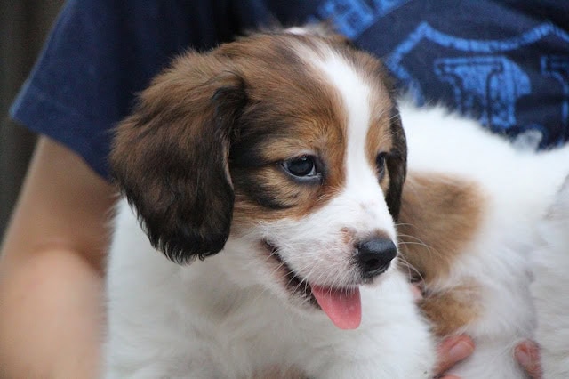 子犬のアップ写真、幸せそうな表情を見せるダイアっ子。.