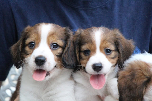 子犬のアップ写真、二匹の子犬が並んで笑顔を見せています。.