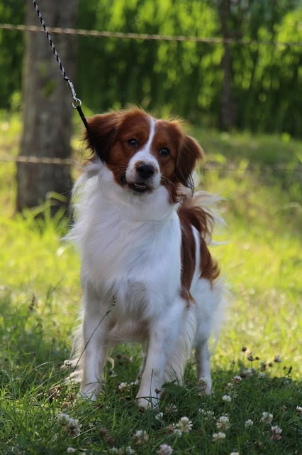 犬のトビーが外でリードにつながれている写真.