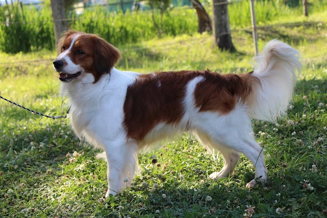 犬のトビーが屋外でポーズをとる写真です。.