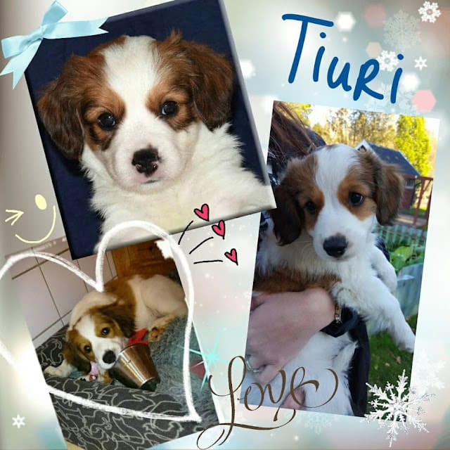 ティウリの子犬の写真と愛情あふれる瞬間を紹介します。.