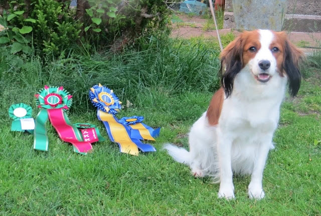 犬が庭で賞品のリボンとともに座る.