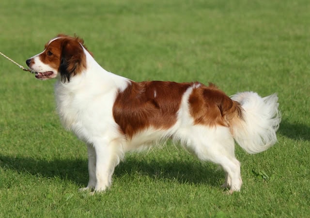 トビー、JKCチャンピオンの称号を持つ美しいダックスフンド.