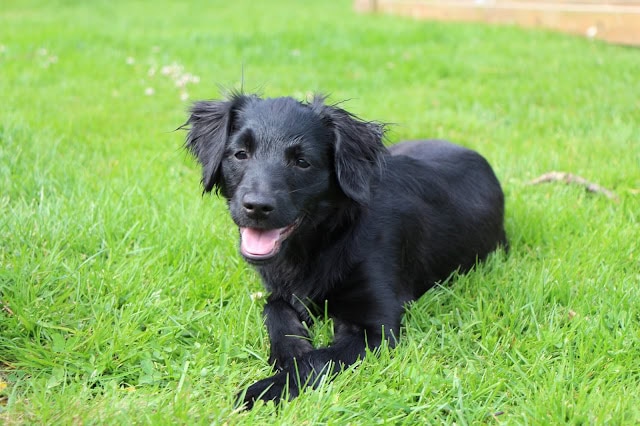 犬の子犬が芝生の上で遊んでいる様子。.