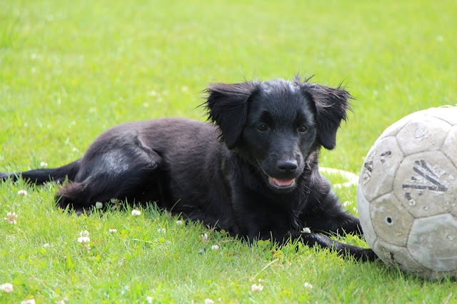 サッカーボールと遊ぶ黒い子犬の写真.