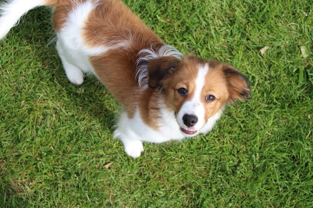 犬の写真、緑の芝生の上で見上げる愛らしい犬の姿。.