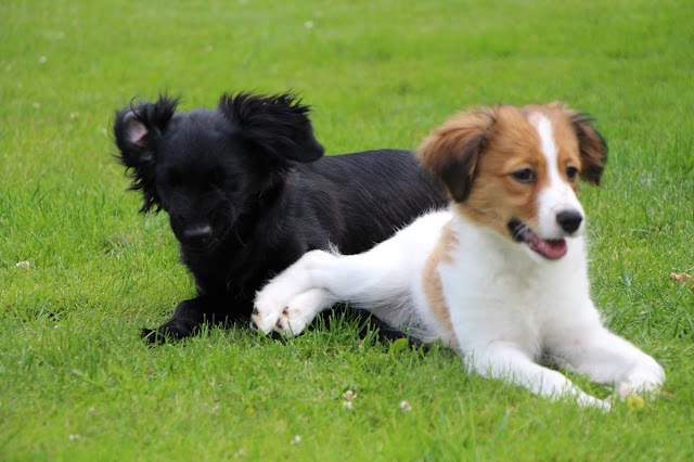 子犬の黒と白のかわいいペアが芝生の上で遊んでいます.