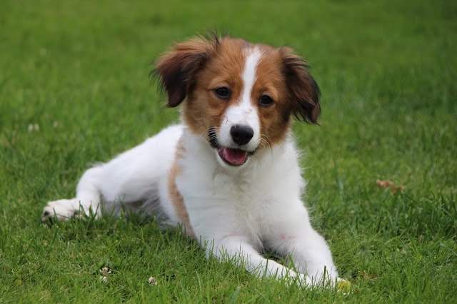 草の上で遊ぶかわいい子犬の写真.