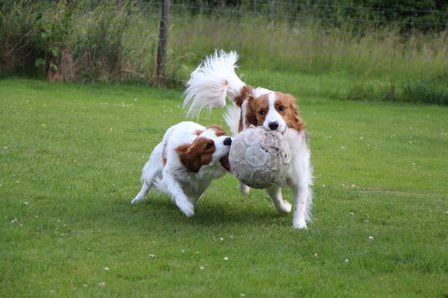 犬たちがボールを追いかけて遊んでいる様子.