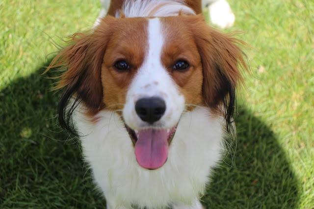 犬が笑顔でこちらを見ている写真.