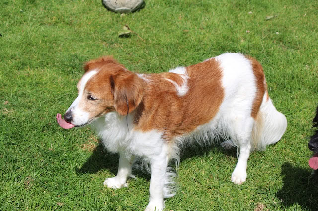 犬が芝生の上で舌を出している様子.