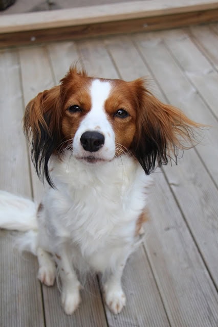 犬のアップ写真、木製のデッキの上に座る犬.