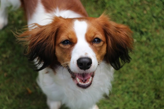 犬のアップ写真、笑顔で楽しそうな表情を見せる犬の画像です。.