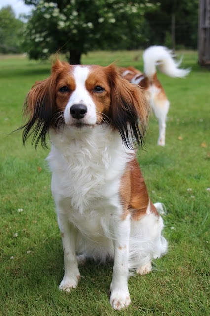 犬のかわいい姿が緑の庭で撮影されています。.