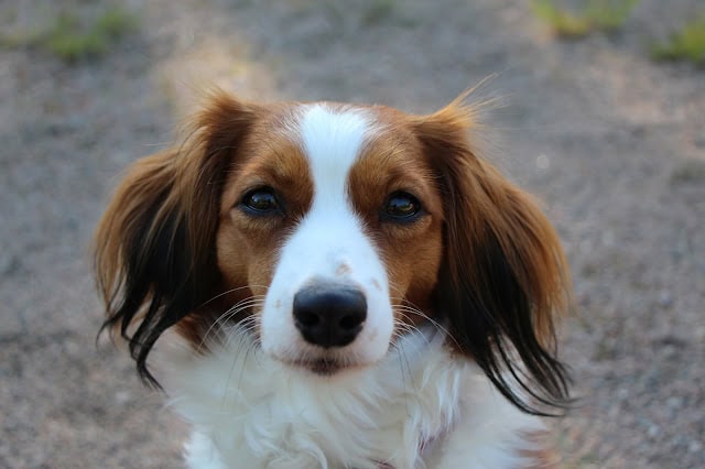 犬のアップ写真、自然の背景.