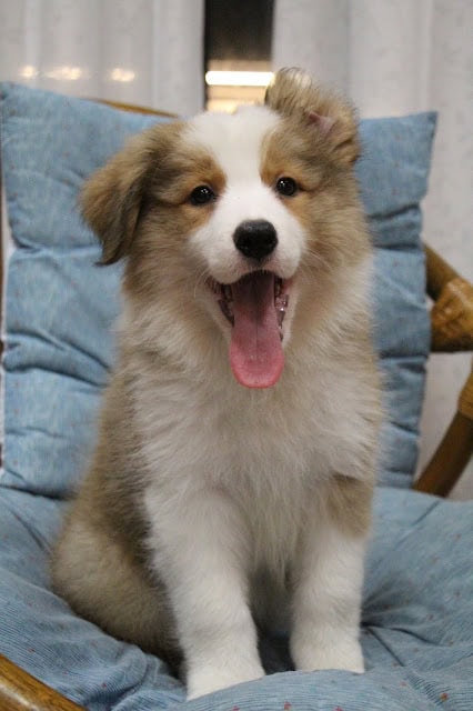 犬の子犬が笑顔で座っている写真.