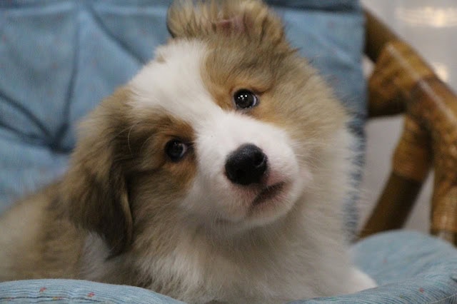 子犬の愛らしい表情とふわふわの毛並みを捉えた画像です。.