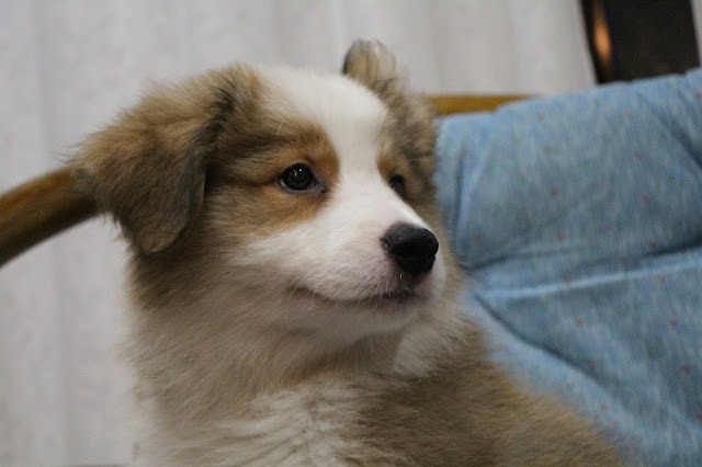 ふわふわの毛並みとかわいい表情の子犬の写真.