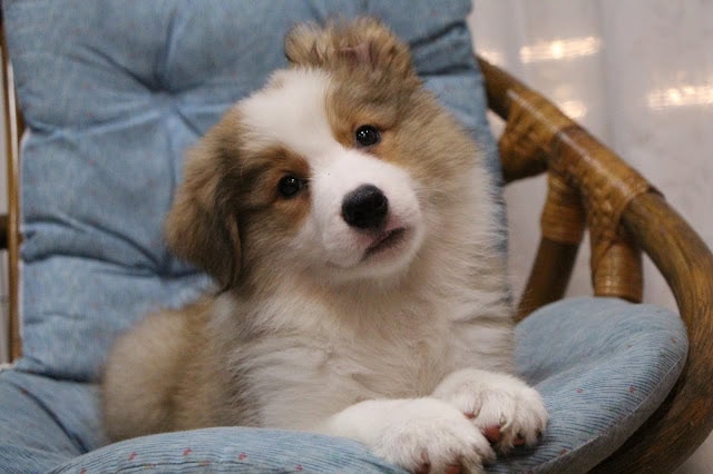 ふわふわの子犬がソファに座っている様子.