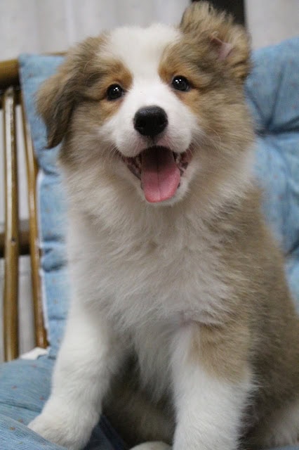 子犬の笑顔とふわふわの毛並みが魅力的な画像.