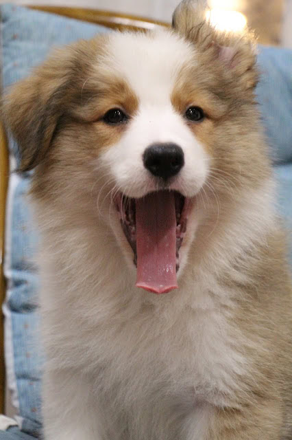 子犬のかわいい表情とふわふわの毛並みを捉えた画像です。.