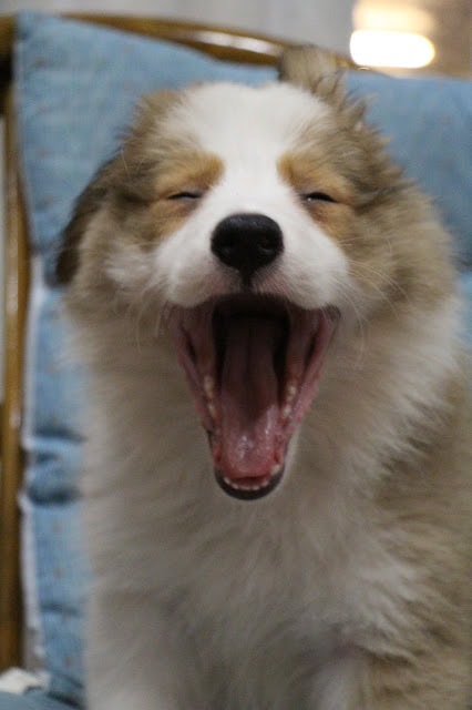 犬の子犬があくびをしている様子.