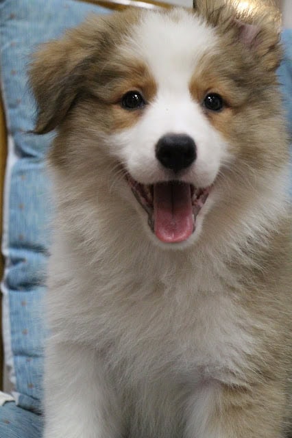 子犬の笑顔とふわふわの毛並み.