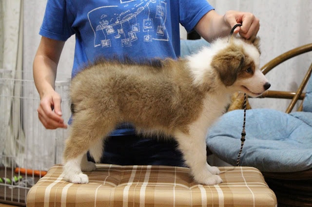 子犬のトリコロール模様のヴィーナス、愛らしい表情とふわふわの毛並みが魅力的です。.