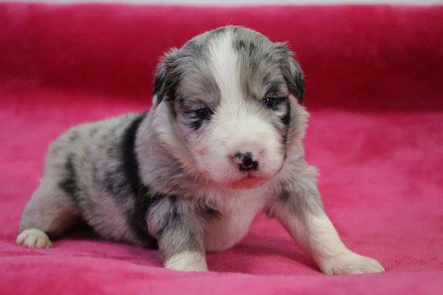 子犬の可愛い姿をアップで捉えた写真です。.