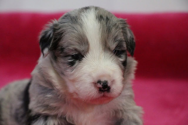 子犬のアップ写真、青と白の毛並みが特徴的です.