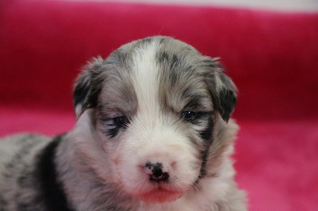 子犬のかわいいアップ写真、グレーと白の毛色が特徴的です。.