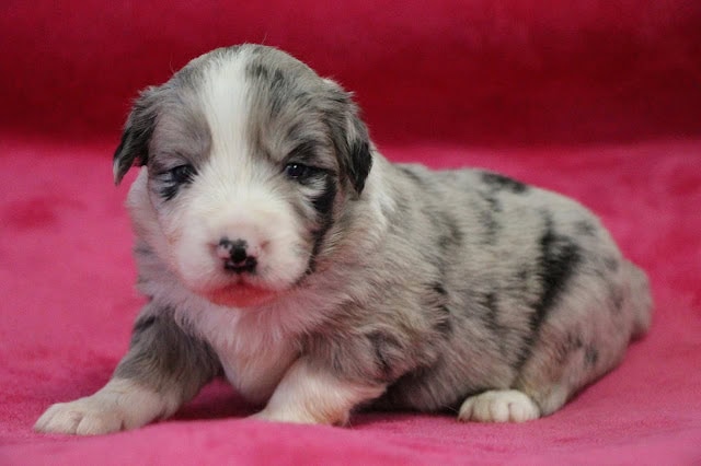 子犬のアップ写真、青い目と模様が特徴的です。.