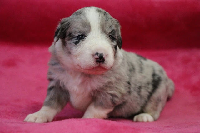 子犬の可愛いマール＆ホワイトの子犬のアップ写真.
