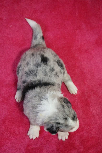 生後20日の子猫の全身写真、ピンクの背景に寝ている姿。.