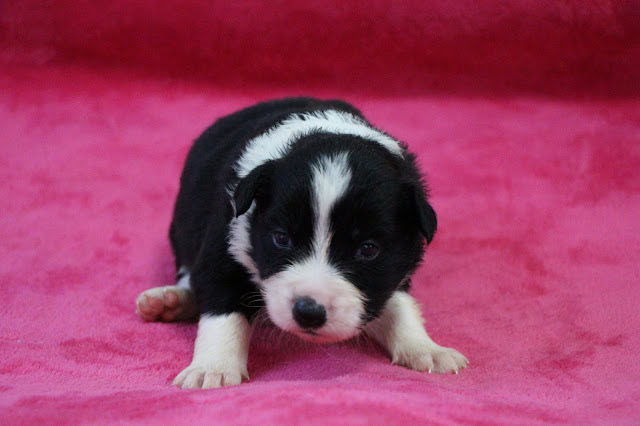 生後20日の子犬のかわいいブラック＆ホワイトの子犬の写真です。.