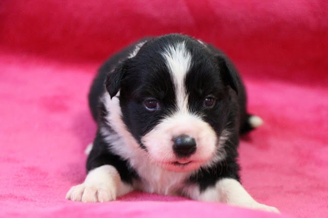 黒白の子犬のアップ写真、ピンクの背景とともに。.