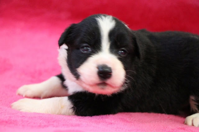 子犬のアップ写真、黒白のかわいい子犬です。.