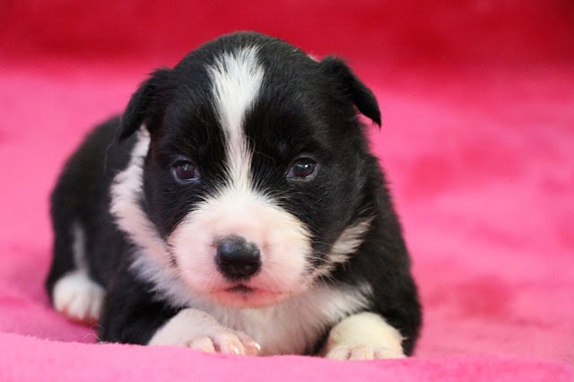 黒白の子犬のアップ写真、かわいらしい表情が印象的です。.