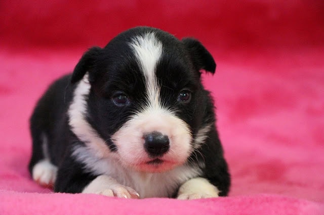 子犬のかわいい黒白の子犬のアップ写真.