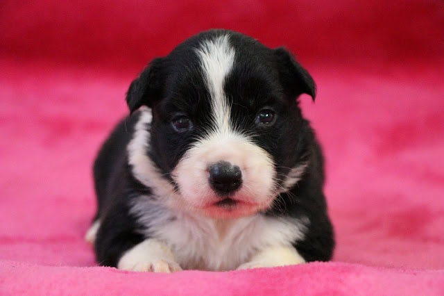 子犬のかわいい黒白の子犬のアップ写真.