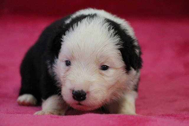 子犬のかわいい白黒の幼犬のアップ写真.