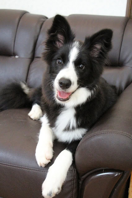 ソファに座る黒白の子犬、チロルちゃんの写真.