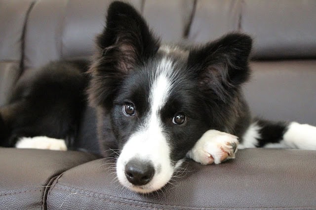 チロルちゃんの愛らしい表情と黒白の毛色が魅力的な犬の画像.