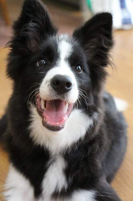 笑顔のチロルちゃん、黒白の毛並みが美しい犬.