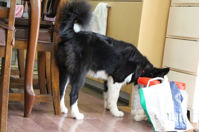 室内で遊ぶチロルちゃんの写真。おもちゃと一緒に楽しそうにしています。.