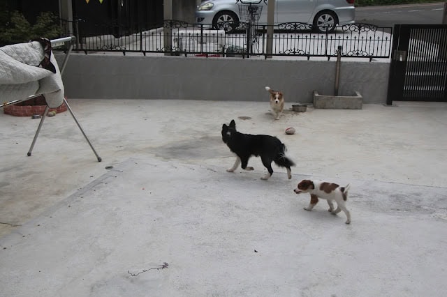 子犬たちと遊ぶチロルちゃんの様子.