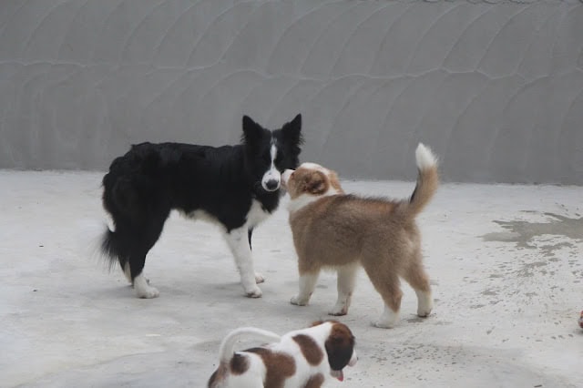 チロルちゃんと子犬たちが遊んでいる様子.