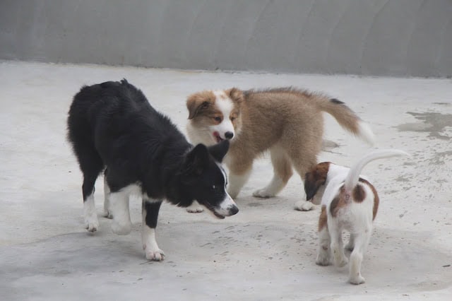 子犬と遊ぶチロルちゃんのかわいいシーン.