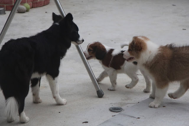 ALTタグ：小さな犬と遊ぶ黒白の犬の写真.